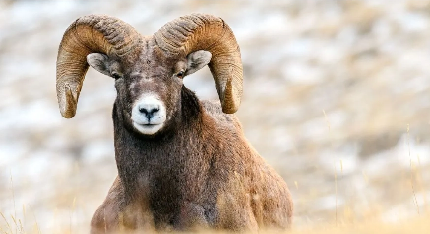 Aries personality in love and career