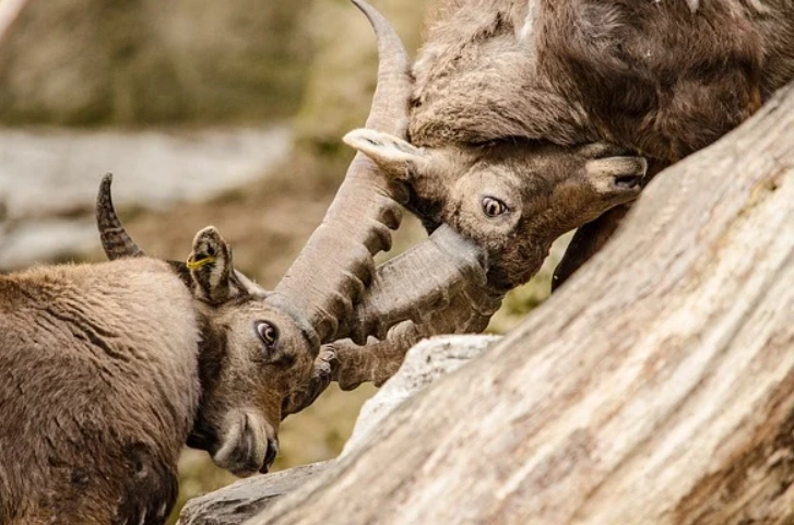 Capricorn personality traits