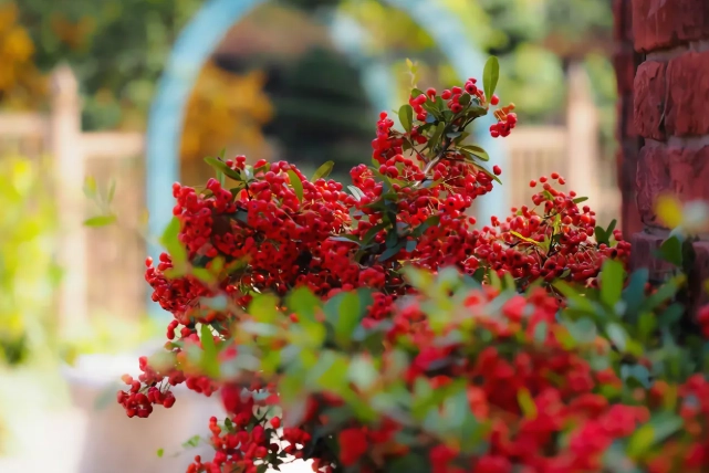 pisces woman in love